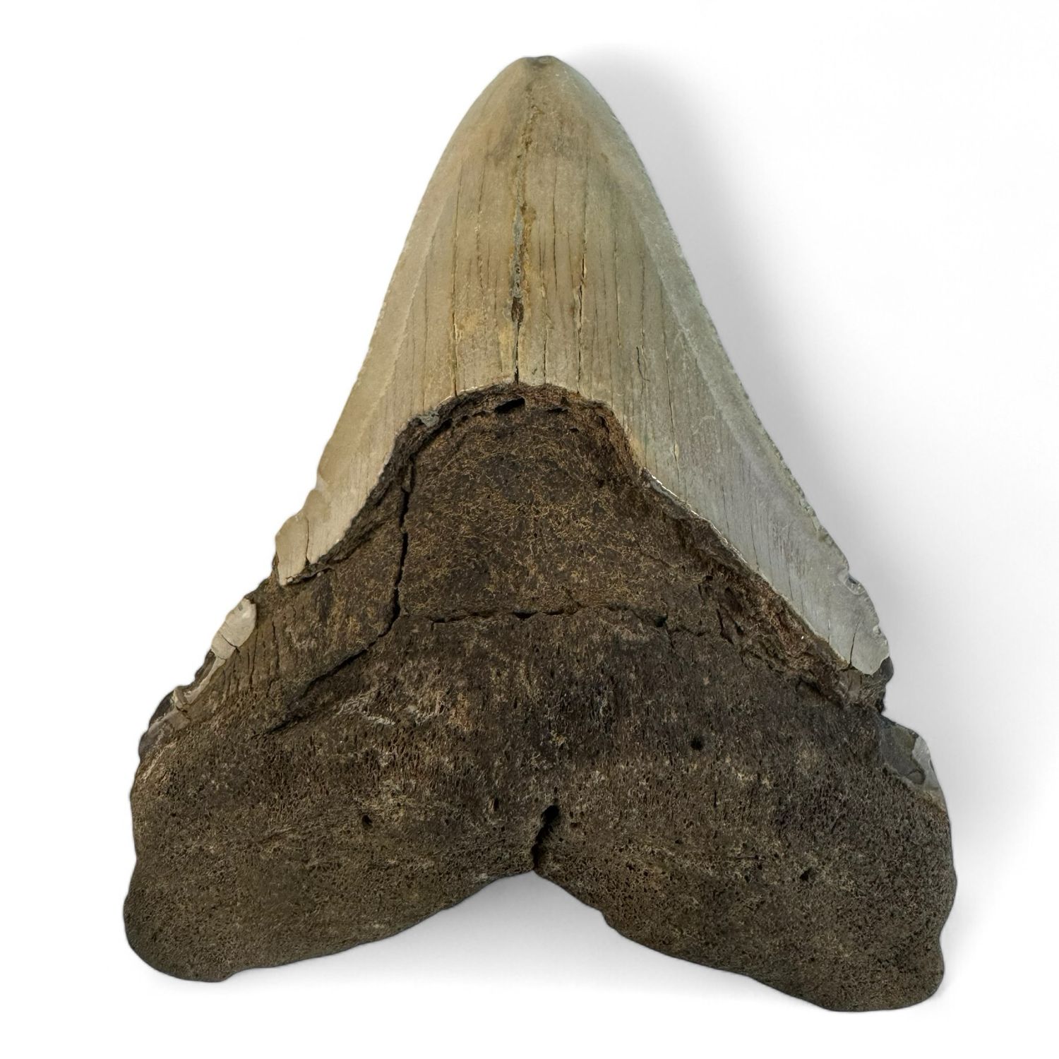 Megalodon Tooth 5” Megalodon Tooth 5”