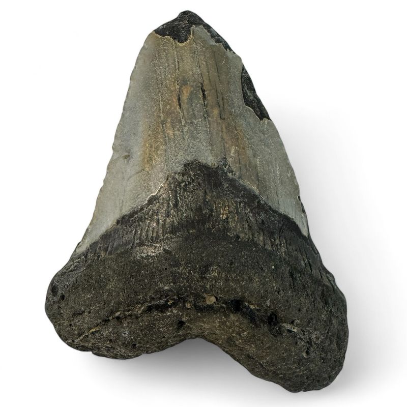 Megalodon Tooth 5”