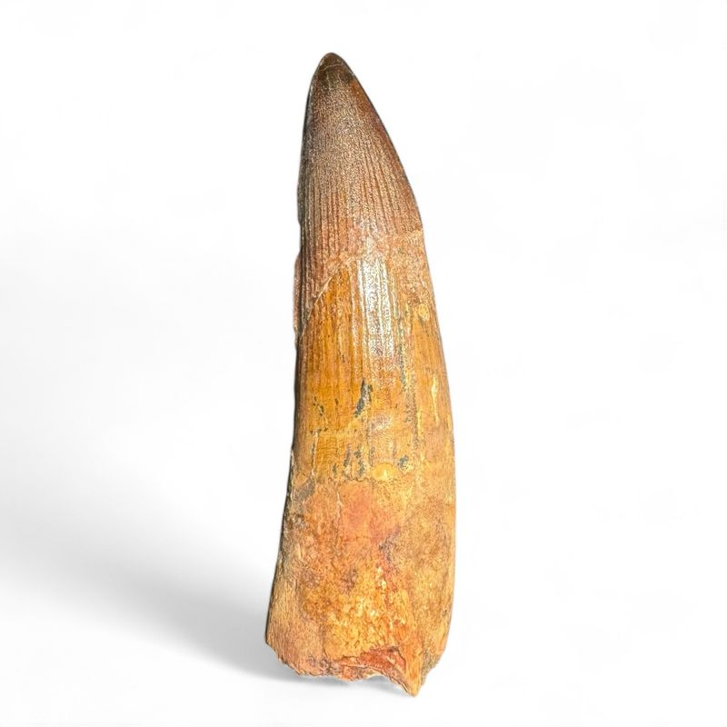 Spinosaurus Dinosaur Tooth 3.6”