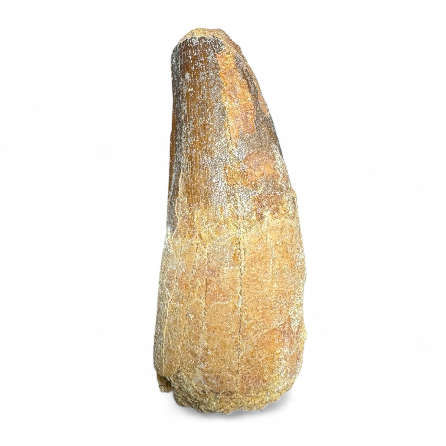 Spinosaurus Dinosaur Tooth 3.5”