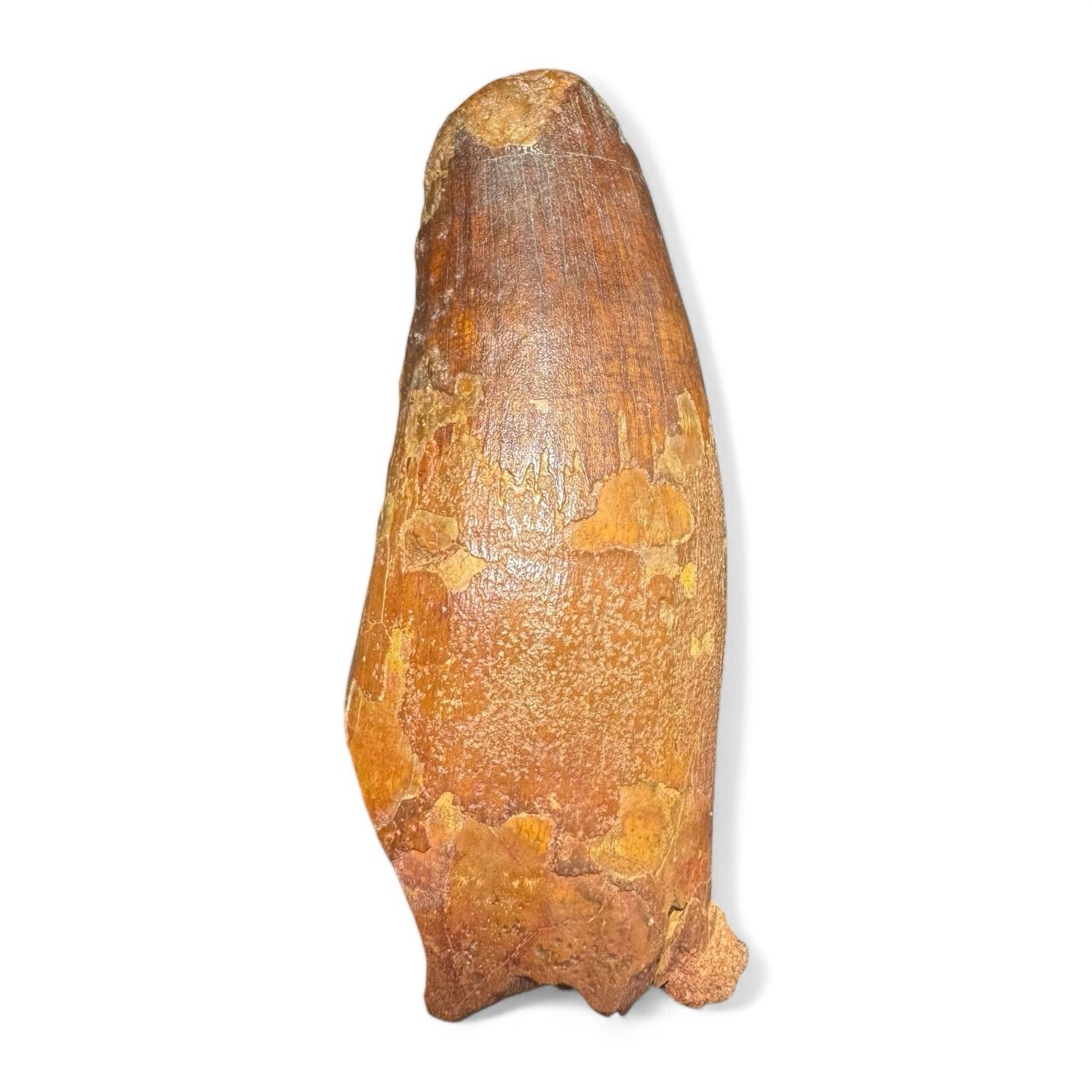 Spinosaurus Dinosaur Tooth 3.4 Spinosaurus Dinosaur Tooth 3.4