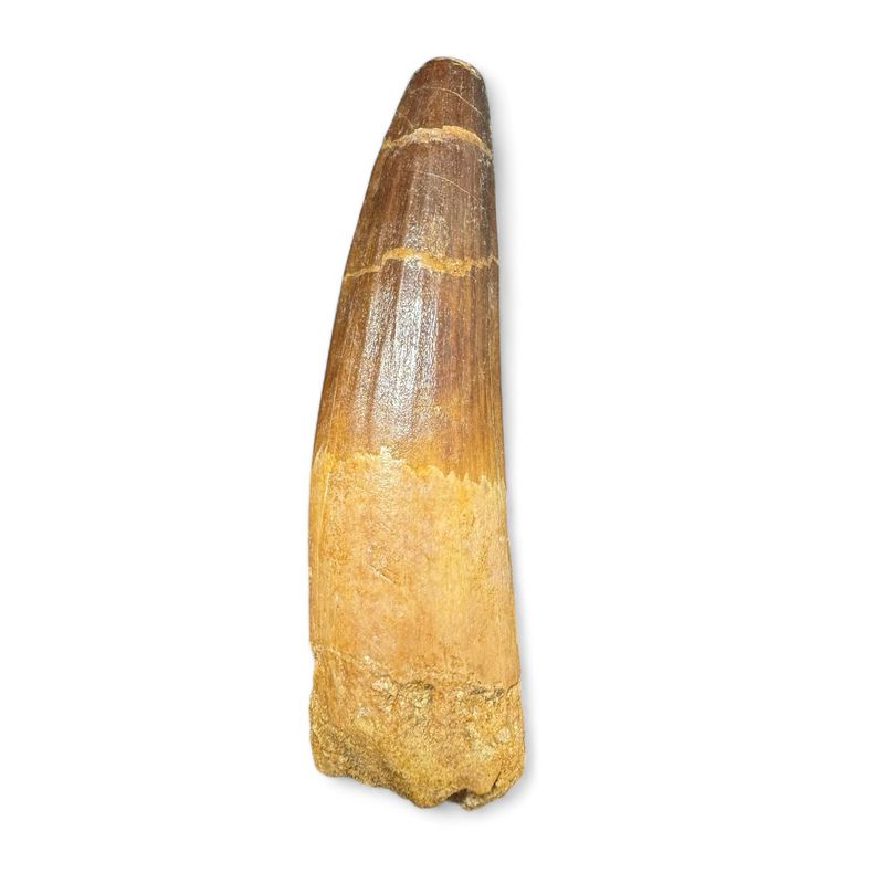Spinosaurus Dinosaur Tooth 3.7