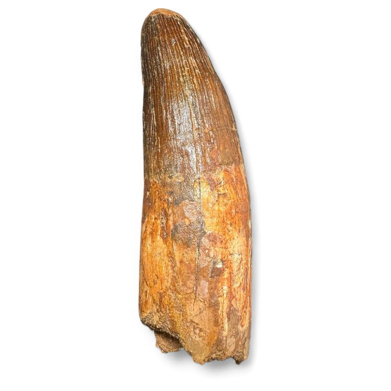 Spinosaurus Dinosaur Tooth 4.7”