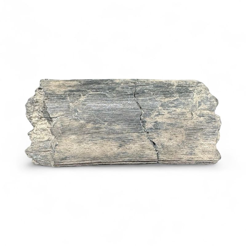 Isle Of Wight Predator Dinosaur Rib Bone