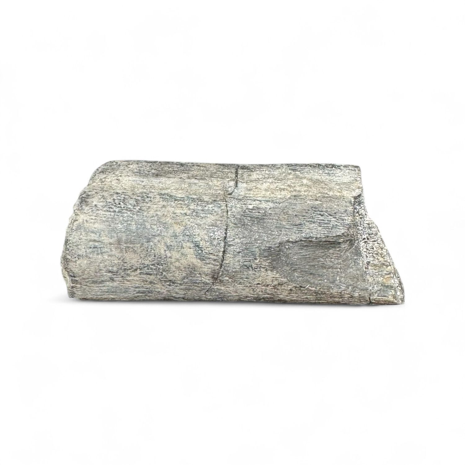 Isle Of Wight Predator Dinosaur Rib Bone