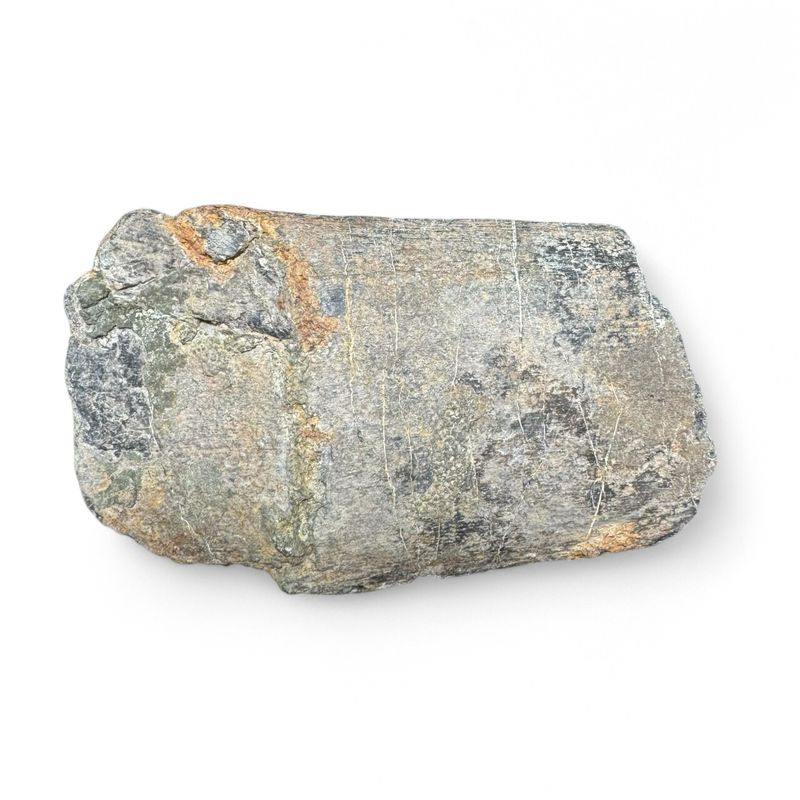 Isle Of Wight Predator Dinosaur Rib Bone