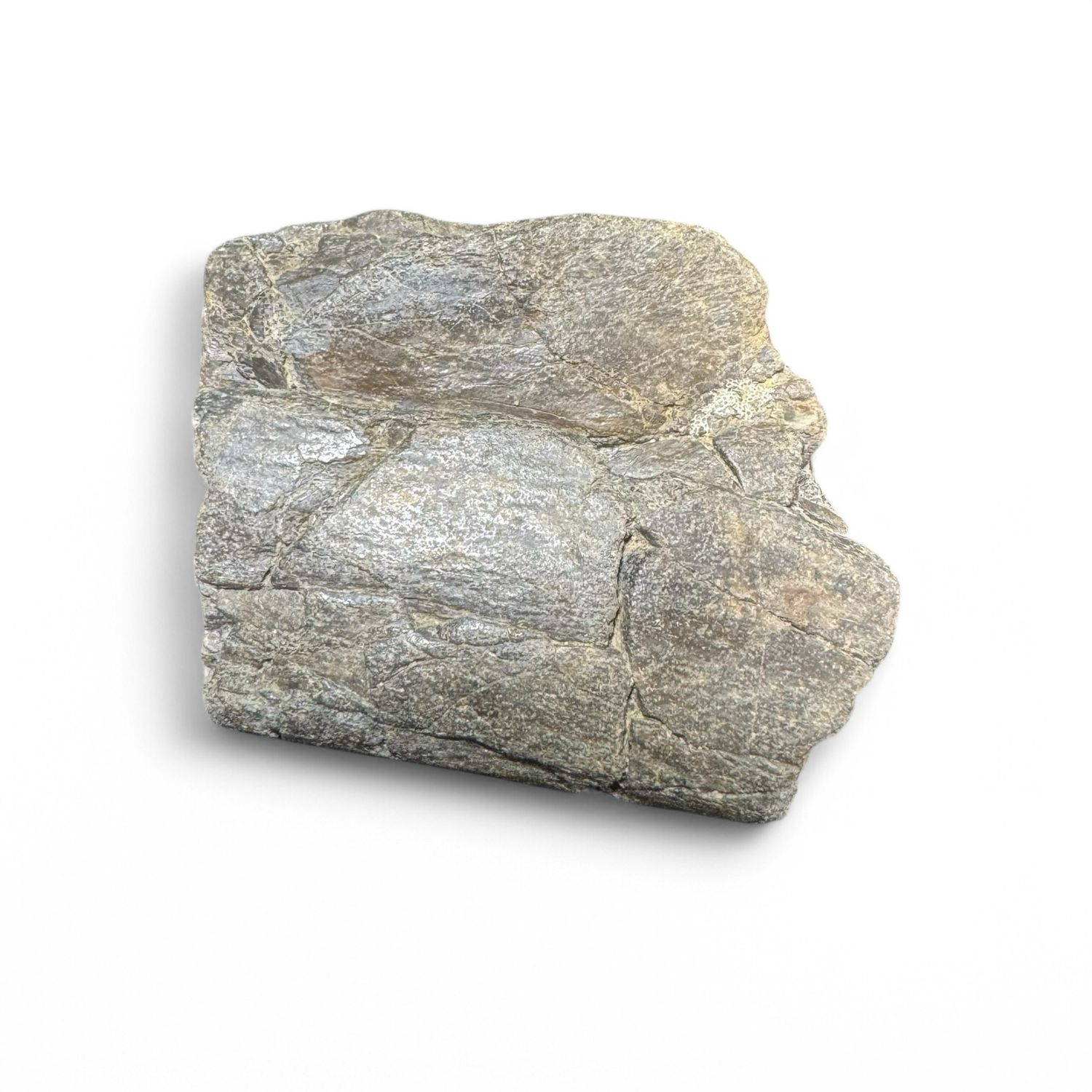 Isle Of Wight Predator Dinosaur Rib Bone