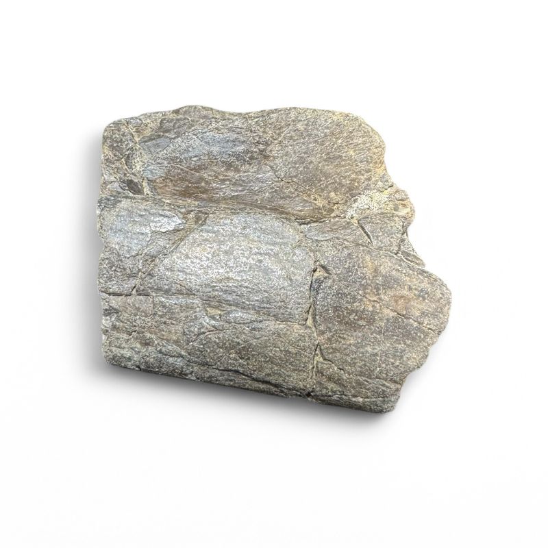 Isle Of Wight Predator Dinosaur Rib Bone