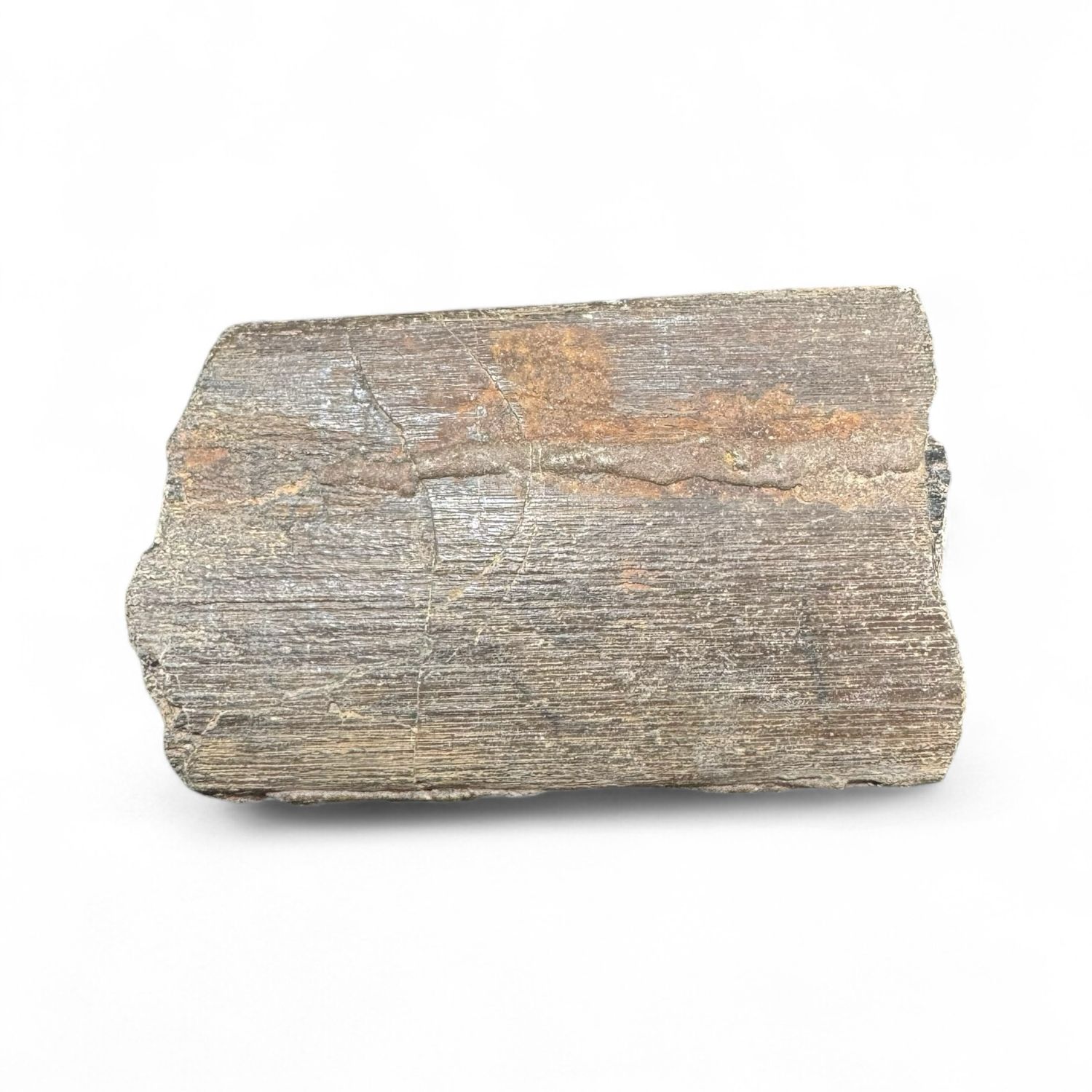 Isle Of Wight Predator Dinosaur Rib Bone