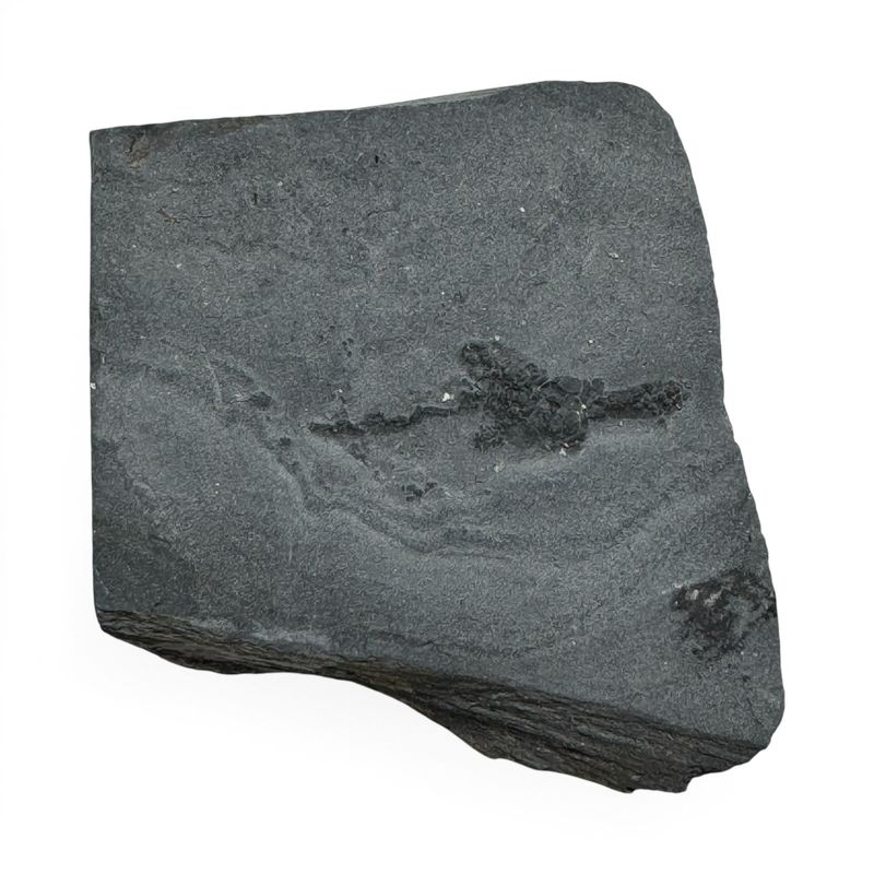 Genuine Gogia Spiralis Fossil