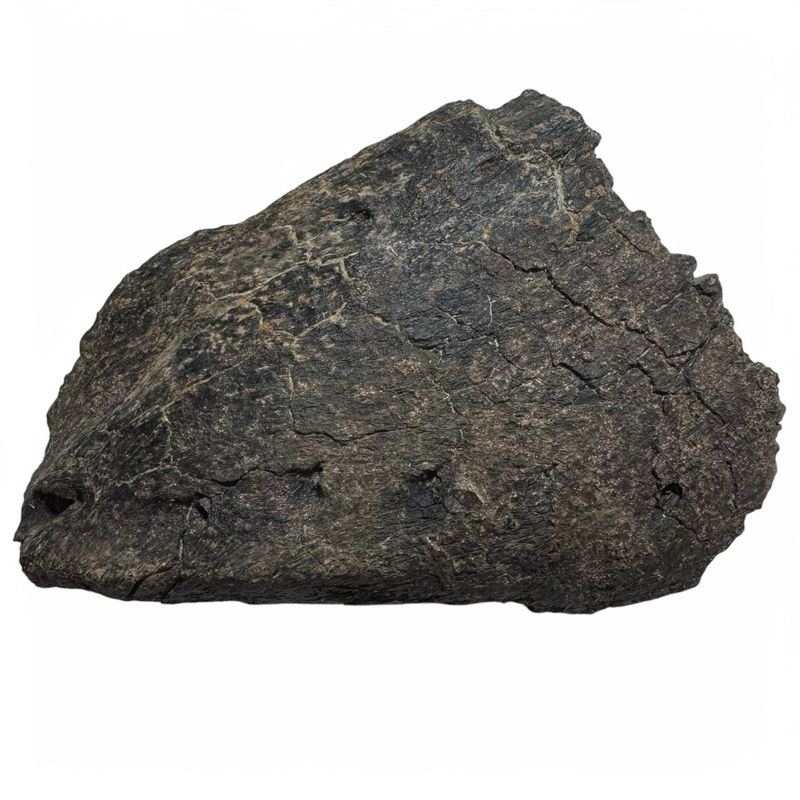 Isle Of Wight Iguanodon Jaw