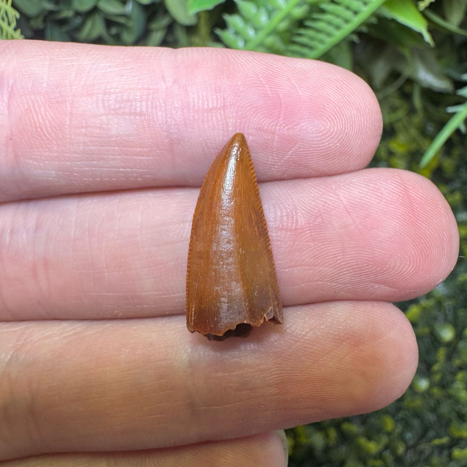 Raptor Tooth (Dromaeosauridae Undet)