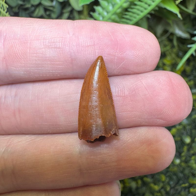 Raptor Tooth (Dromaeosauridae Undet)