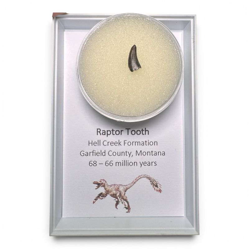 Raptor Tooth