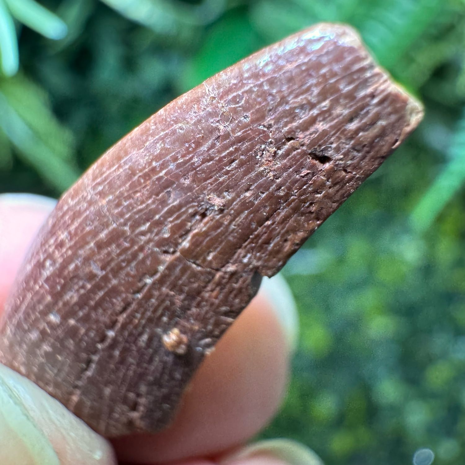 Raptor Dinosaur Tooth (Dromaeosaur)