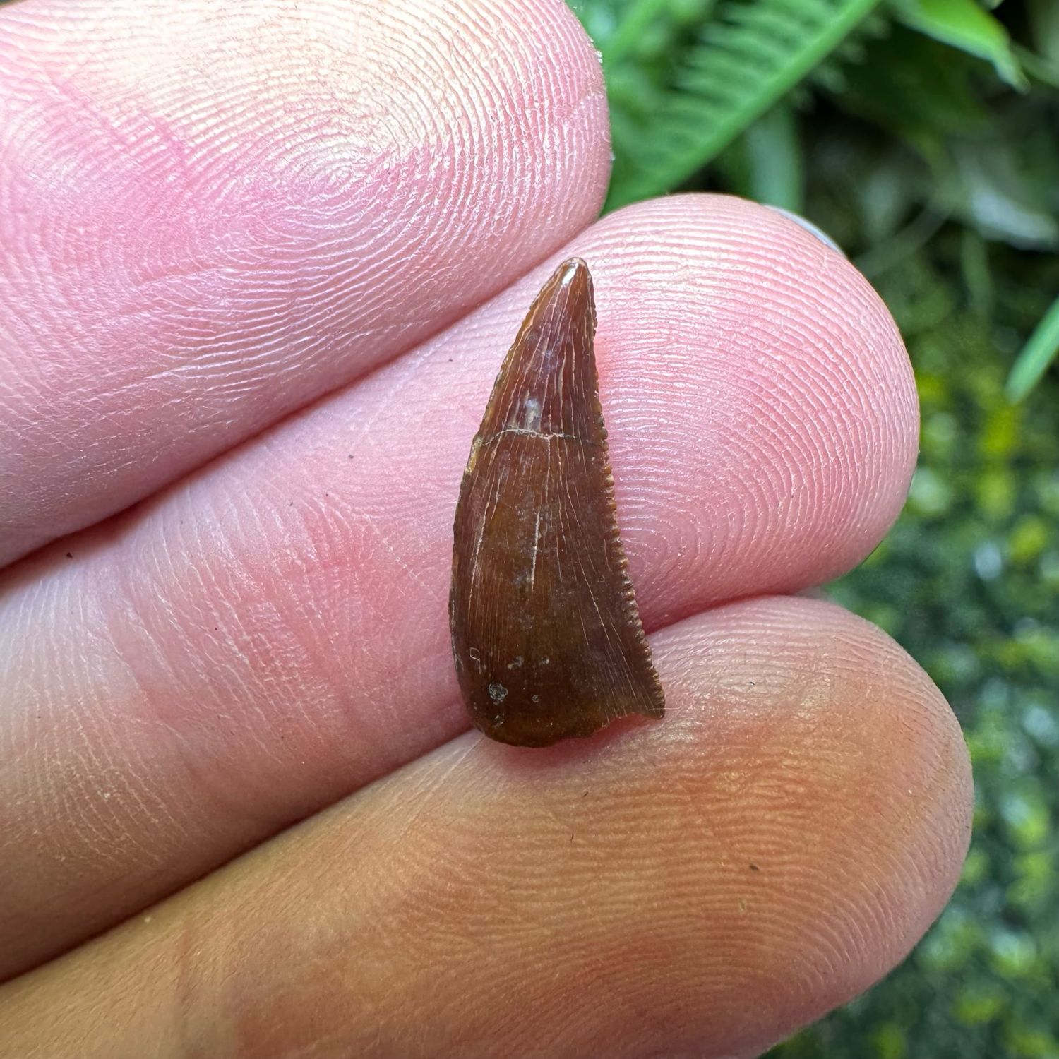Raptor Tooth (Dromaeosauridae Indet.)