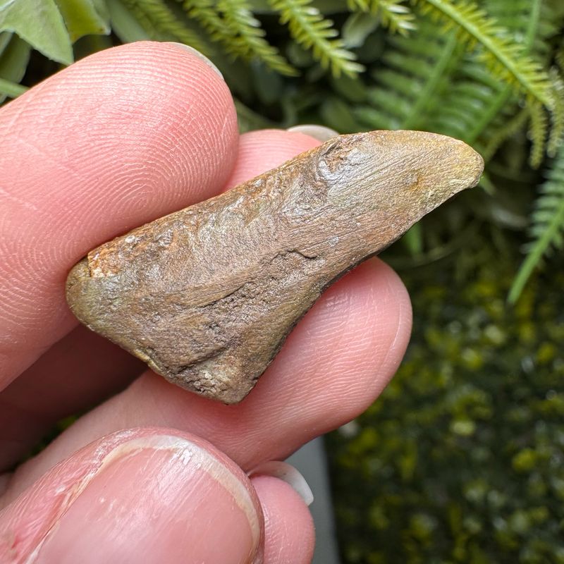 Chirostenotes Pergracilis (Raptor Claw)