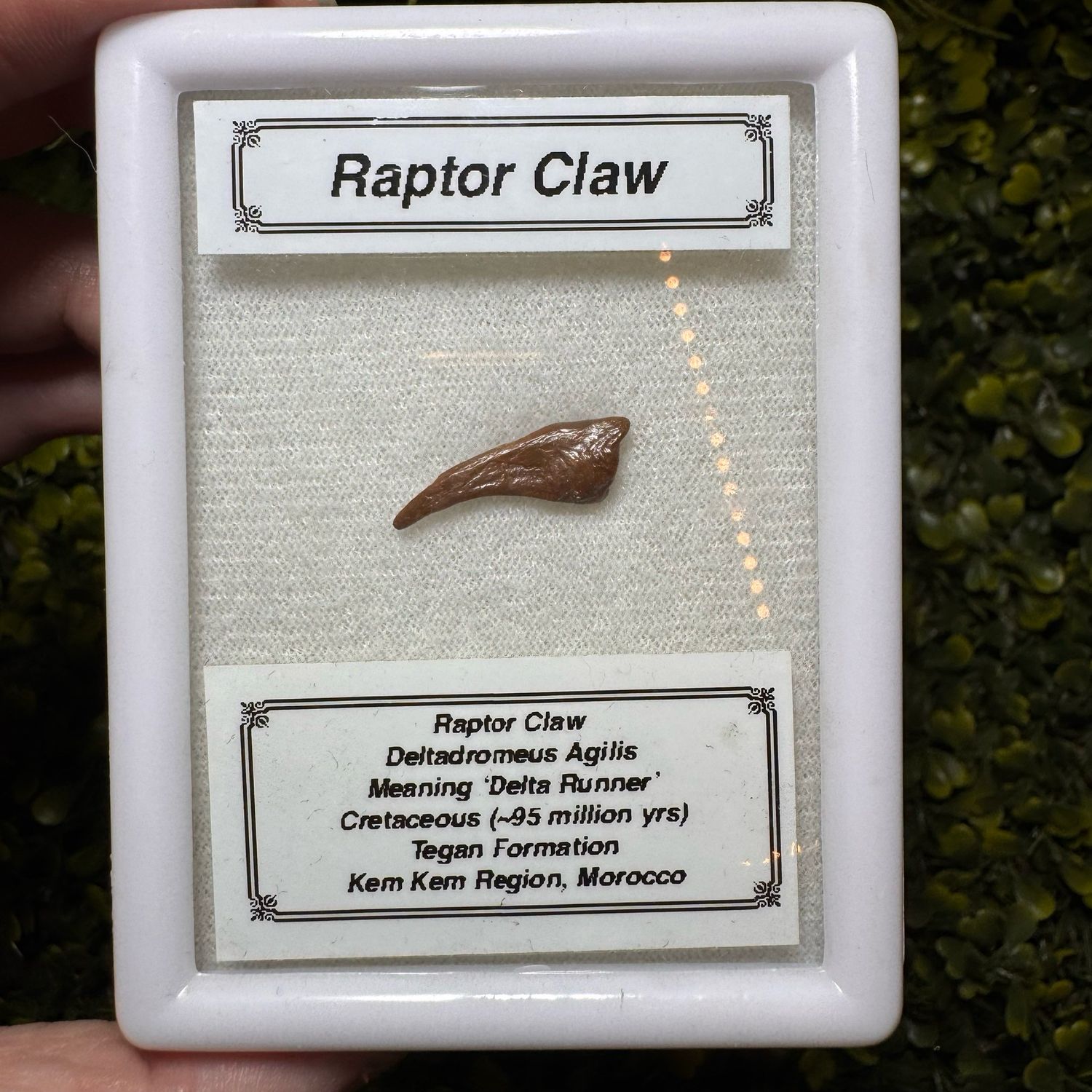 Raptor Claw ( Deltadromeus Agiliis)