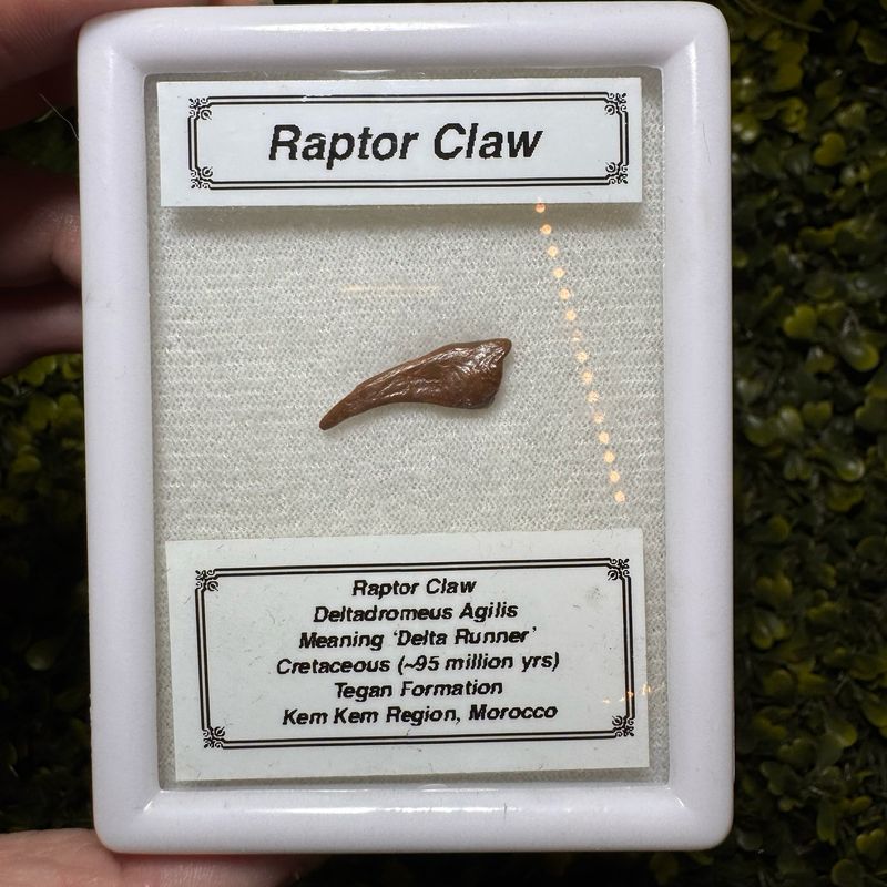 Raptor Claw ( Deltadromeus Agiliis)