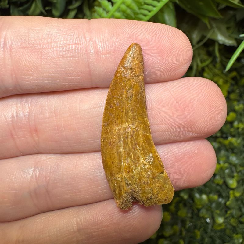Carcharodontosaurus African T-Rex Tooth