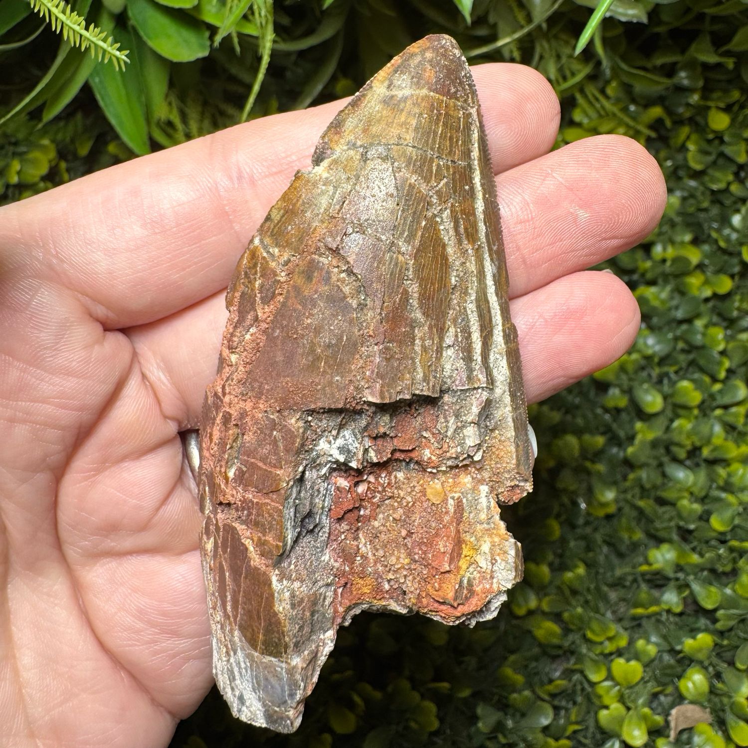 Carcharodontosaurus African T-Rex Tooth Carcharodontosaurus African T-Rex Tooth