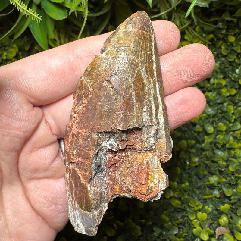 Carcharodontosaurus African T-Rex Tooth