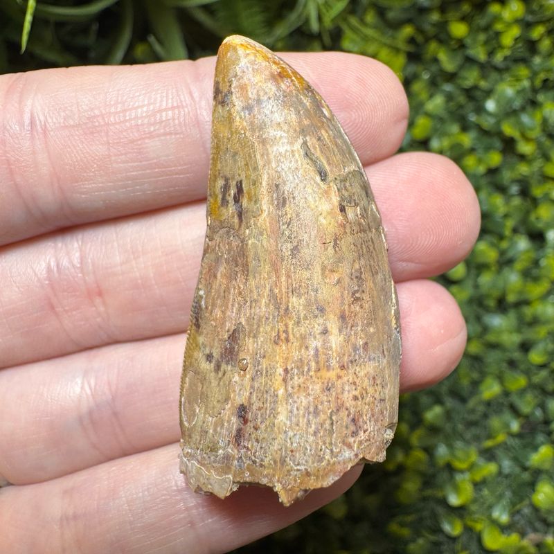 Carcharodontosaurus African T-Rex Tooth