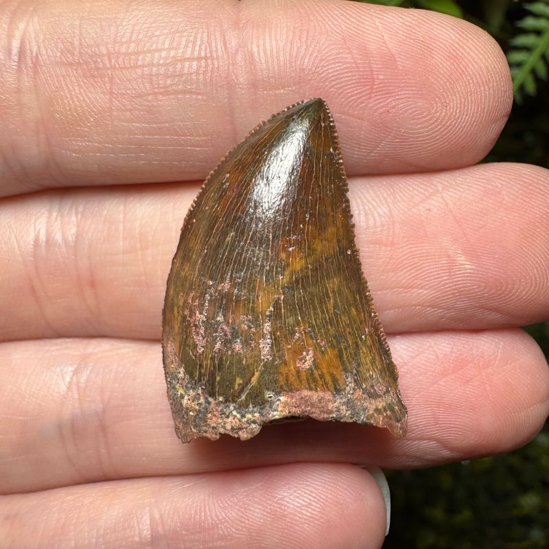 Carcharodontosaurus African T-Rex Tooth