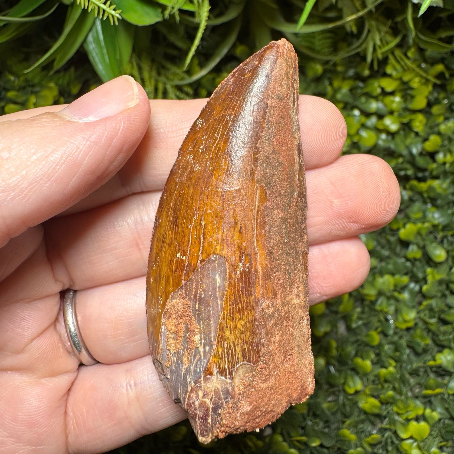 Carcharodontosaurus African T-Rex Tooth