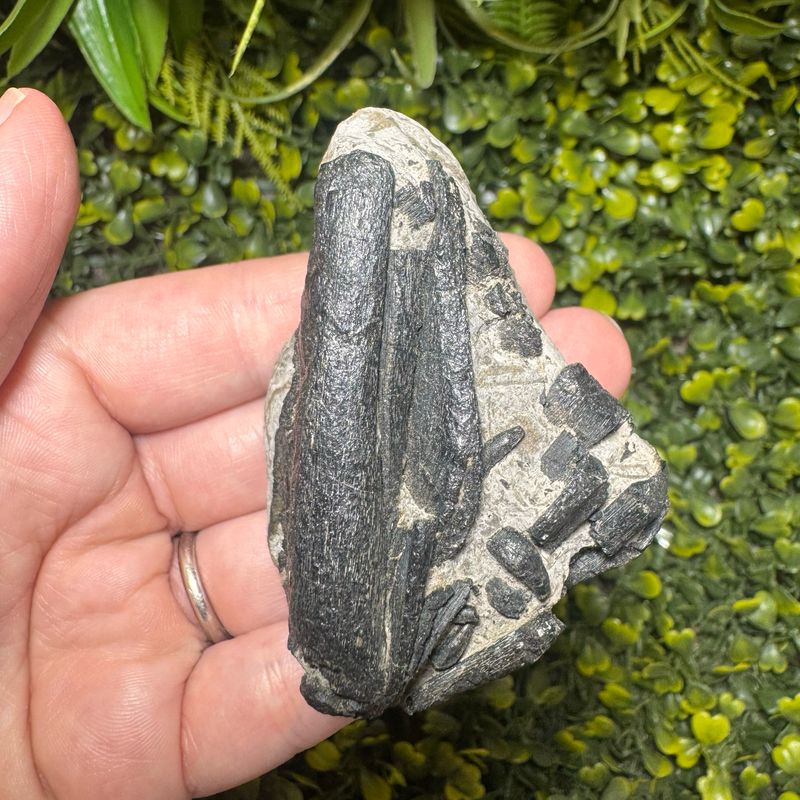 Ichthyosaurs Jaw & Teeth in matrix