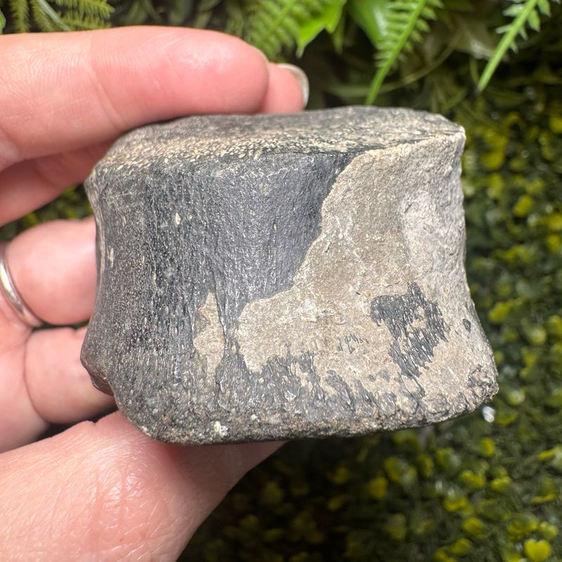 Ichthyosaurs Vertebral Centrum