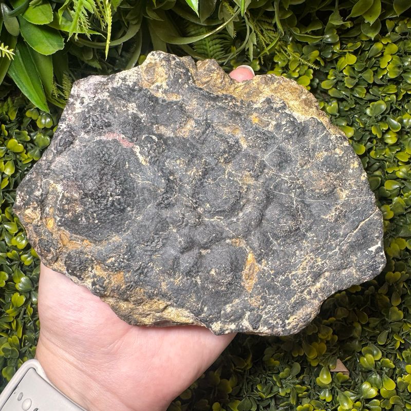 Polacanthus Foxii - Dermal Armour (Osteoderm)
