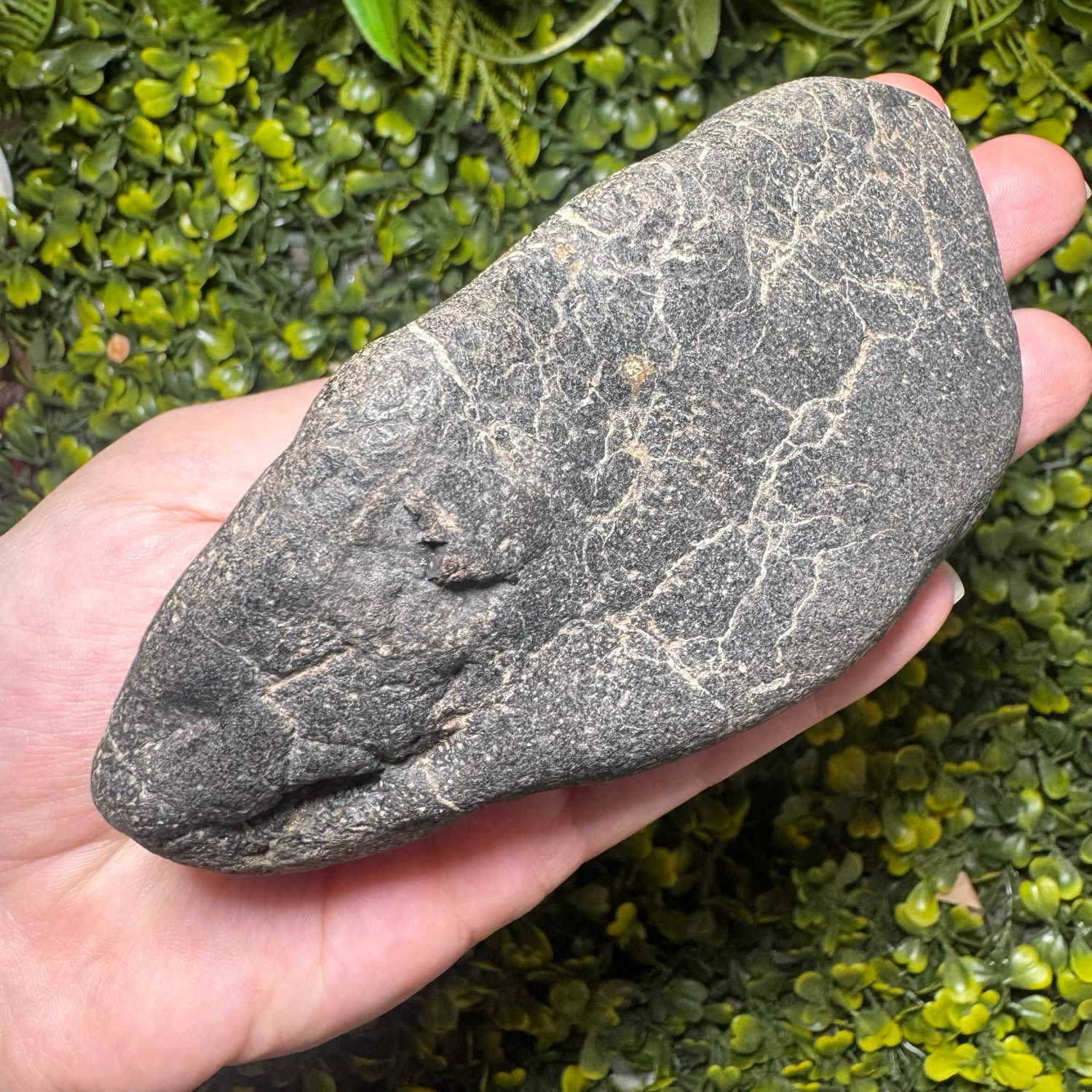 Polacanthus Foxii - Dorsal Pavement Osteoderm