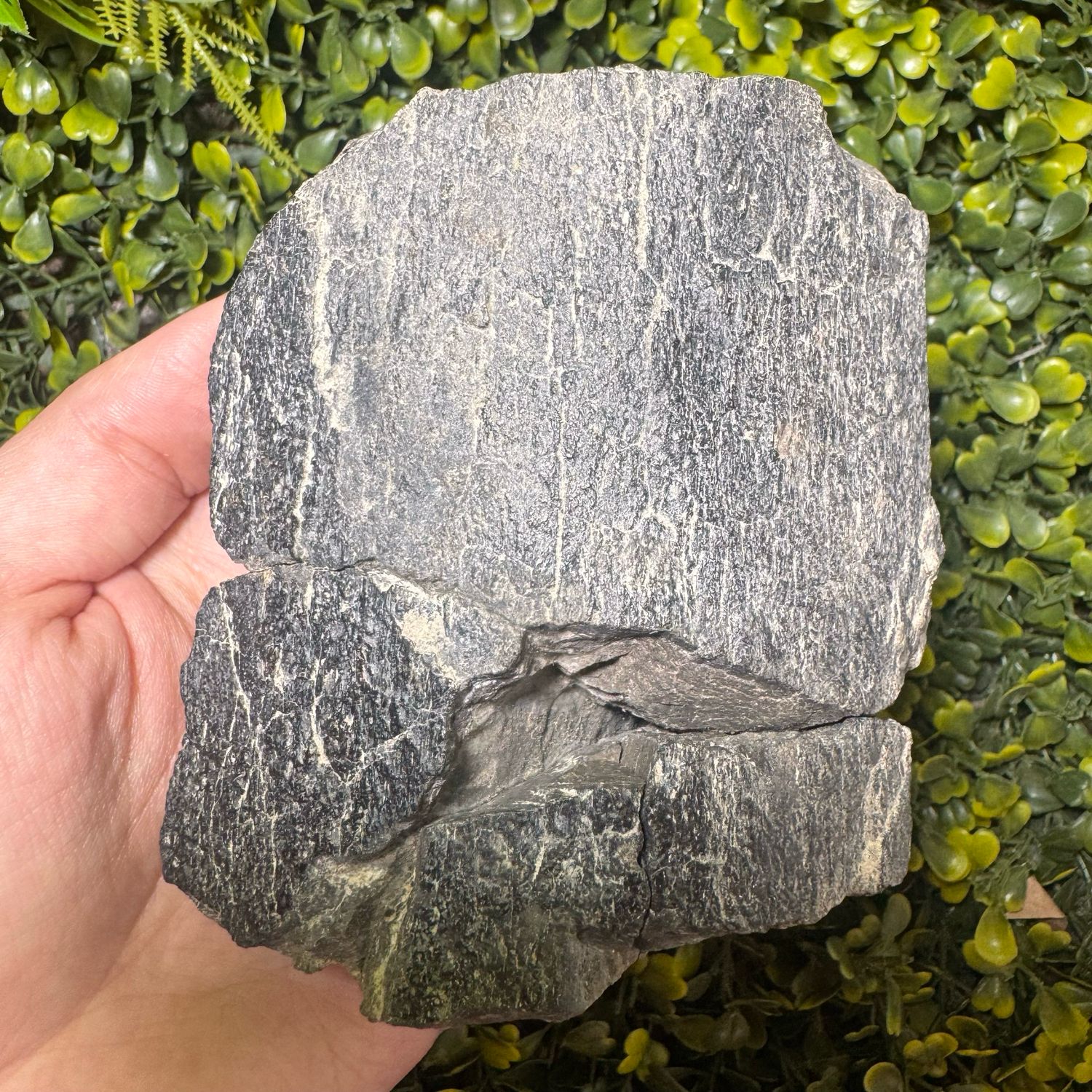 Polacanthus Foxii (Ankylosauria - Armoured Dinosaur) Bone