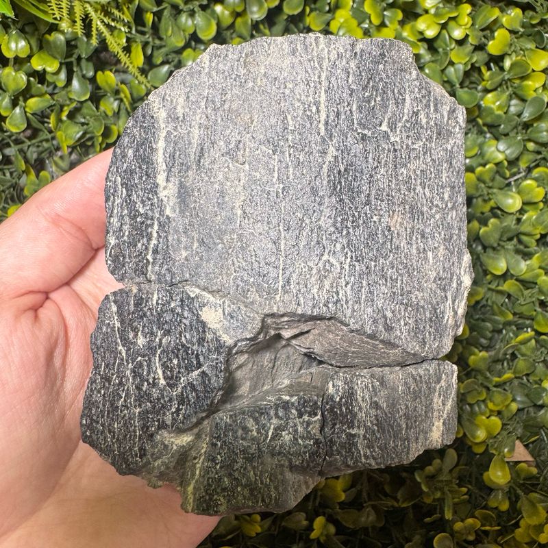 Polacanthus Foxii (Ankylosauria - Armoured Dinosaur) Bone