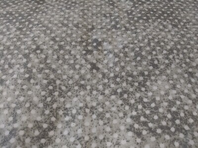 Keepsake Calico Gray Dot Print Fabric
