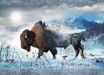 Call of the Wild Bison Panel by Hoffman Fabrics, 42" x 30.5"