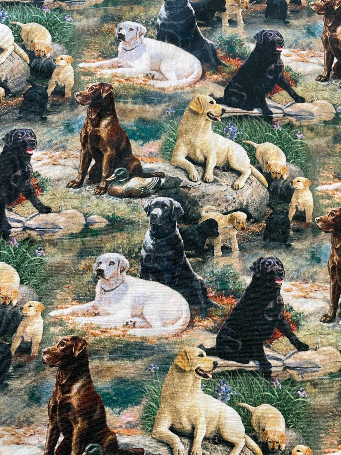 Best In Breed By Mia Lane For Springs Creative