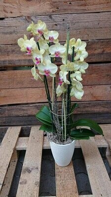 Orchidee im Übertopf und Dekoelementen