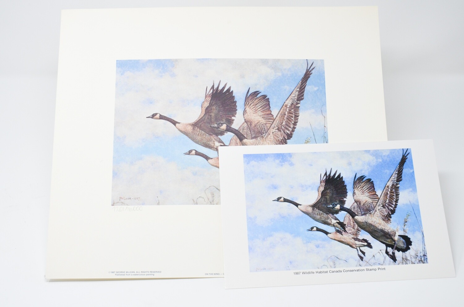 Canada Geese Prints