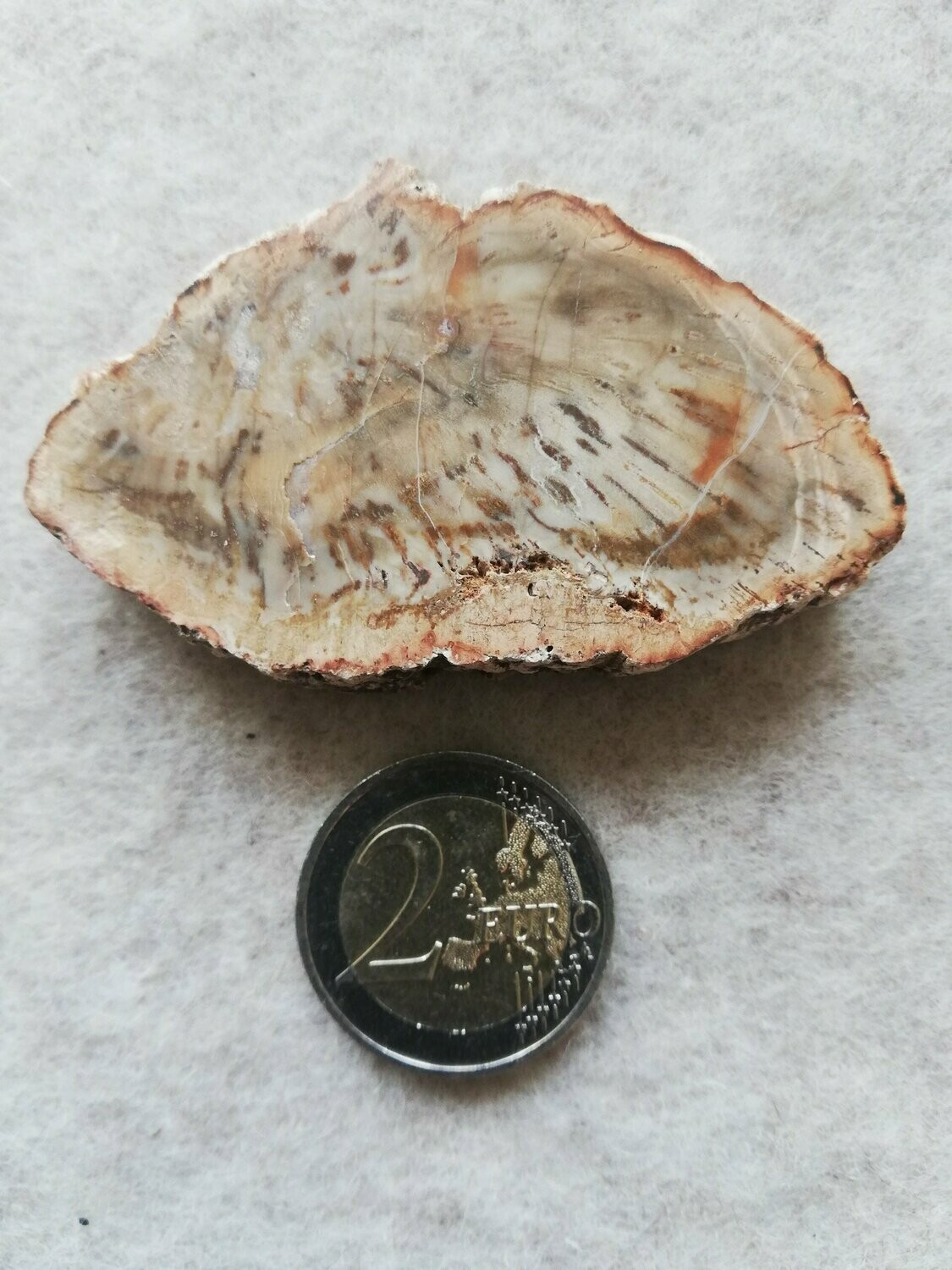 versteinertes Holz 001