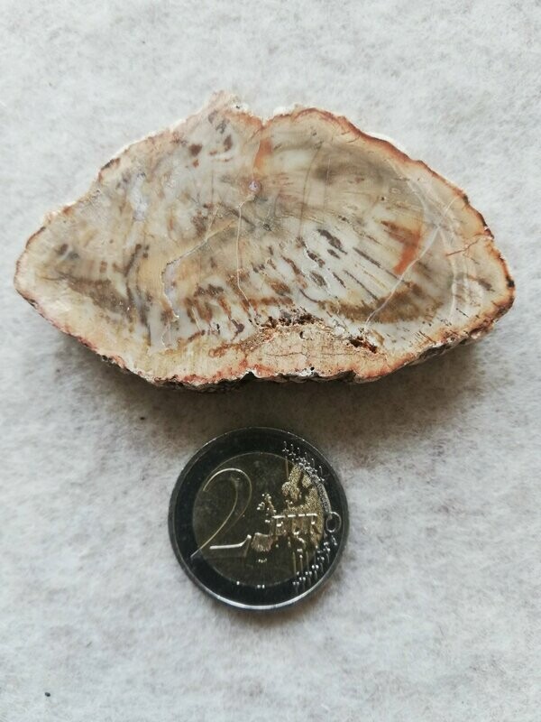 versteinertes Holz 001