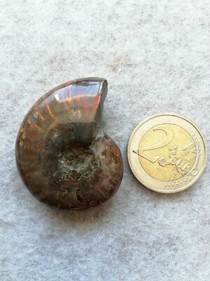 Ammonit poliert 002