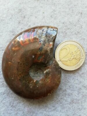 Ammonit poliert 001