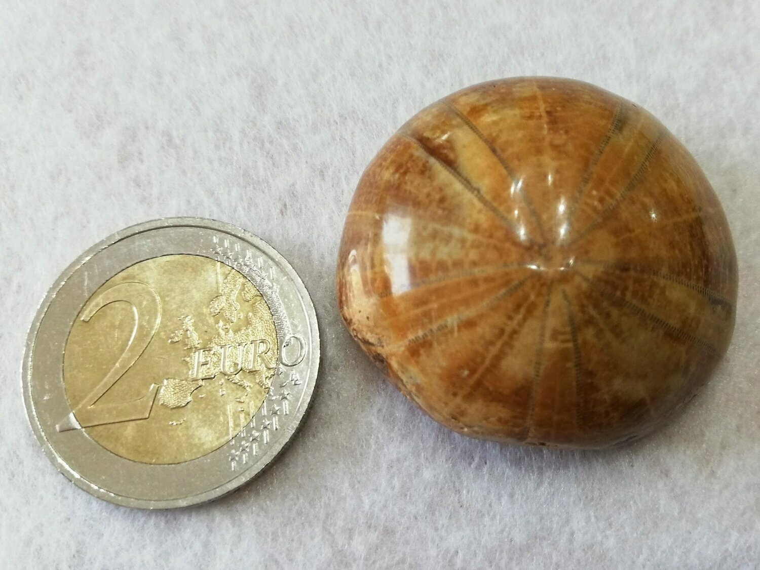Seestern versteinert 001