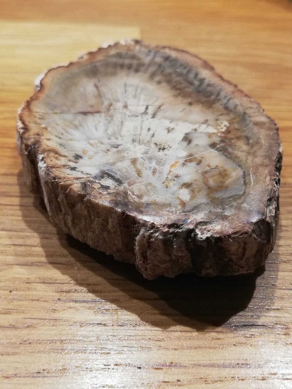 versteinertes Holz Scheibe 001