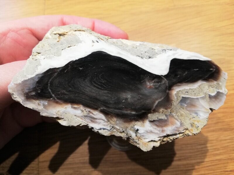 versteinertes Holz 003