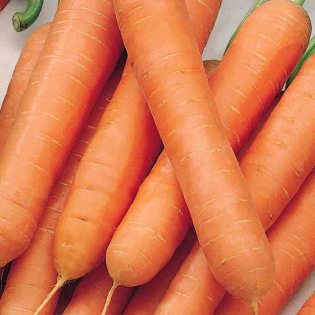 Carrots Jumbo Heirloom Scarlet Nantes