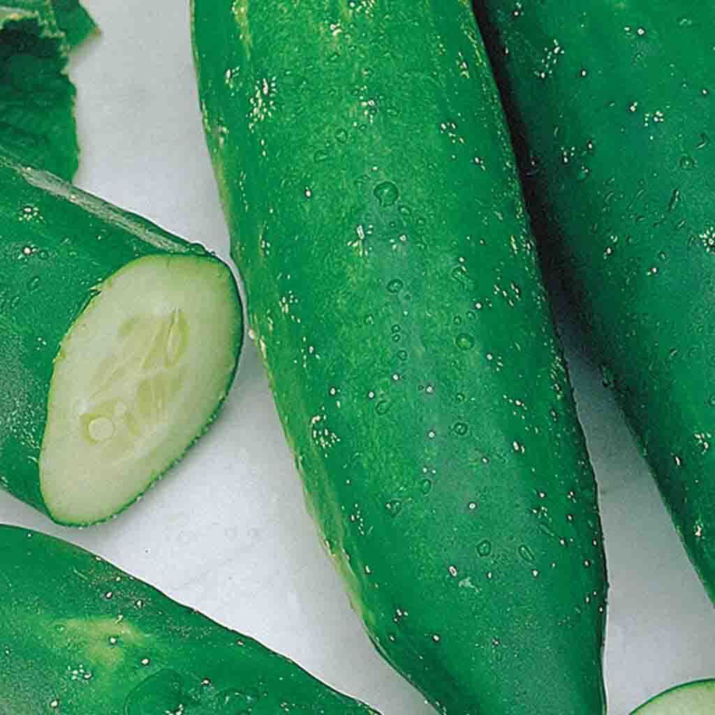 Cucumber Heirloom Improved Long Green