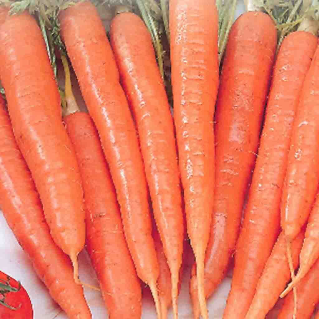 Carrot Heirloom Tenderlong